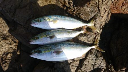 ﾊﾏちゃん久しぶり