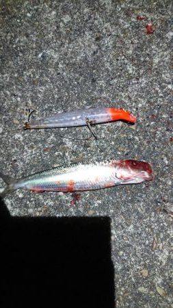 ショアプラッギング釣果