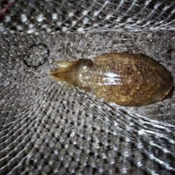 アオリ&コウイカ