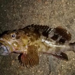 ストラクチャー際