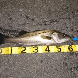 アジングタックルでシーバス？