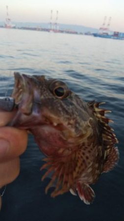 ガシラ20  フグ1