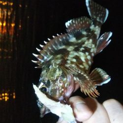 ガシラ12 アジ1 サバ1