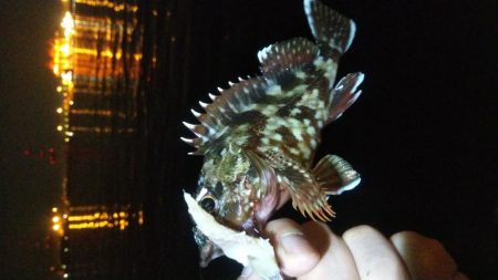 ガシラ12 アジ1 サバ1