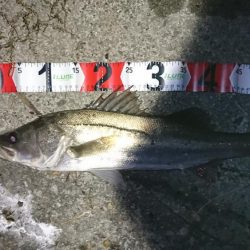 秋のハイシーズン