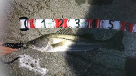 秋のハイシーズン