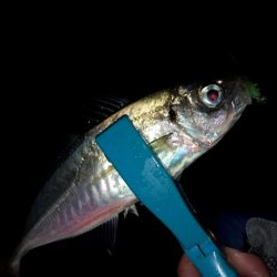 サクッと夜中アジング