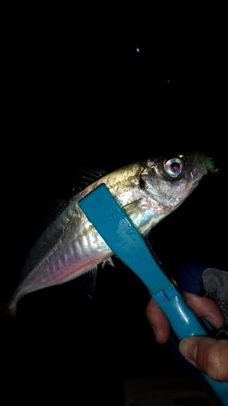 サクッと夜中アジング