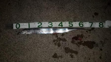 ショアジギでタチウオ!!