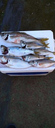 アジング&エギング