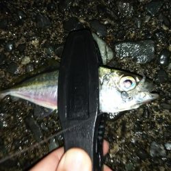 澄み潮を避けて