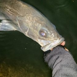 イイ感じのシーバス