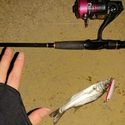 探そうぜ！シーバスボール！