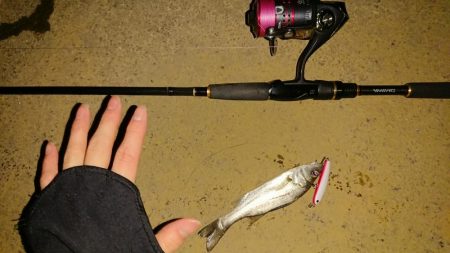 探そうぜ！シーバスボール！