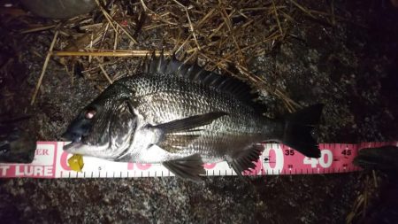 久しぶりのチニング