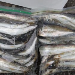 カマス入れ食い