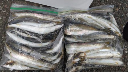 カマス入れ食い