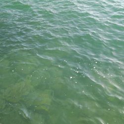 フグの猛攻にやられた