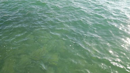 フグの猛攻にやられた