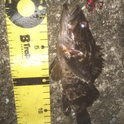 ぶら湾奥調査!!