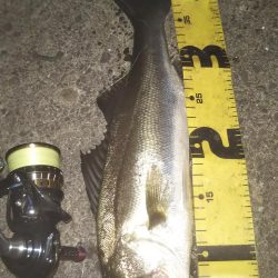 ぶら小河川調査!!