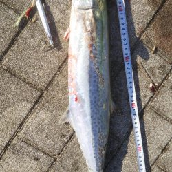 ぶらサゴシ！！