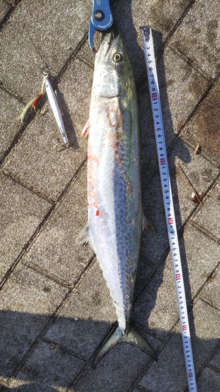 ぶらサゴシ！！