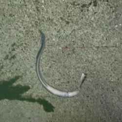 秋イカの当たりが