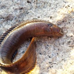 ライトロックで行こう