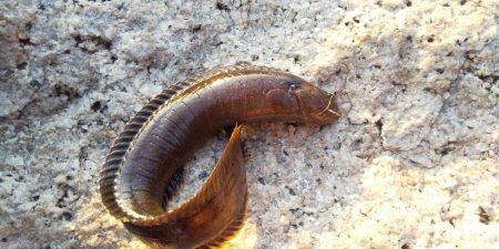 ライトロックで行こう