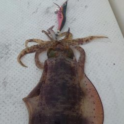 ボートエギング