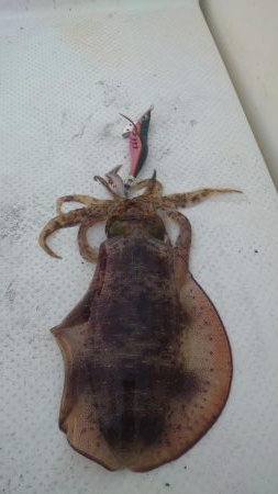 ボートエギング