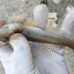 7時から江井ヶ島のキス調査