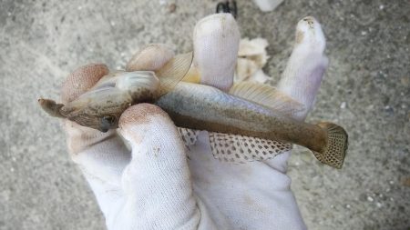 7時から江井ヶ島のキス調査