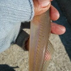 強風の江井ヶ島釣行