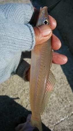 強風の江井ヶ島釣行