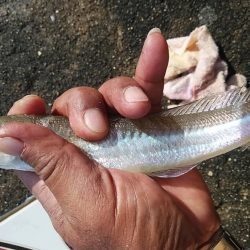 僅かな時合いを捉える事が出来ました