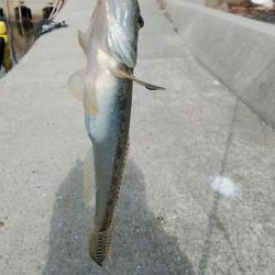 １４時から江井ヶ島のキス調査