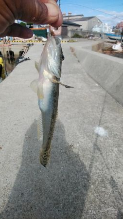 １４時から江井ヶ島のキス調査