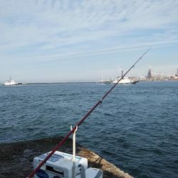 播磨新島のキス調査