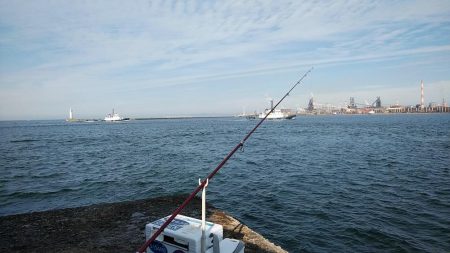 播磨新島のキス調査