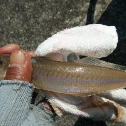 東二見白灯台波止へキス調査