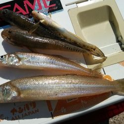 江井島のキス調査