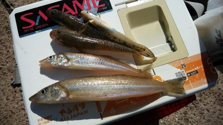 江井島のキス調査