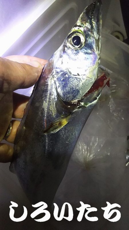 久しぶりのタチウオは厳しかった。