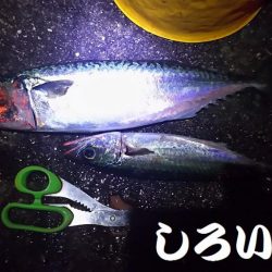 お刺身食べたい！まだいてる？！