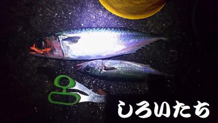 お刺身食べたい！まだいてる？！