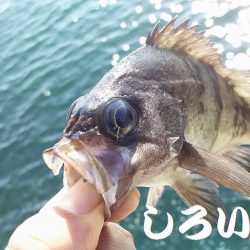 チヌ釣りに行ったんですが。