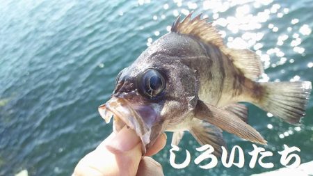 チヌ釣りに行ったんですが。