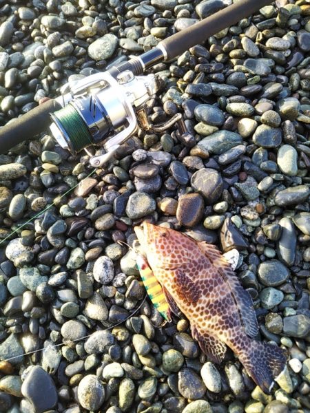 オオモンハタ☆ゲット！